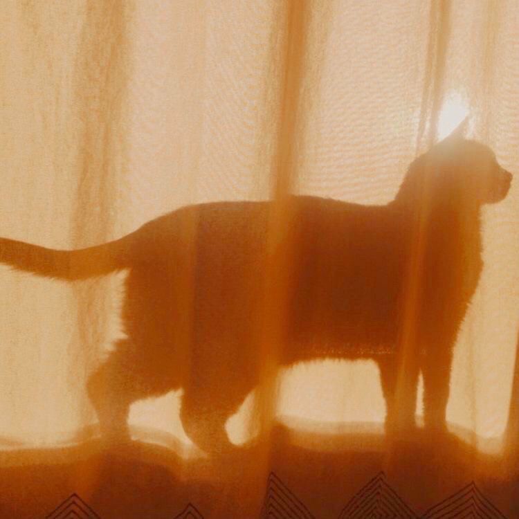 Create meme: shadow cat, aesthetics of cats, black cat aesthetics