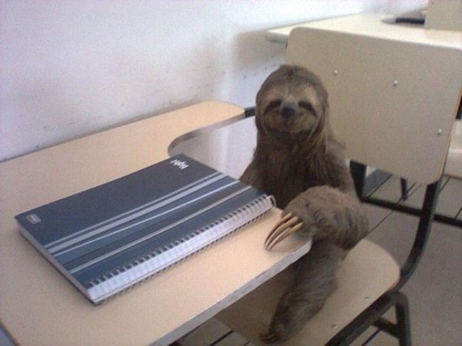 Create meme: meme sloth , sloth funny, the sloth is cute