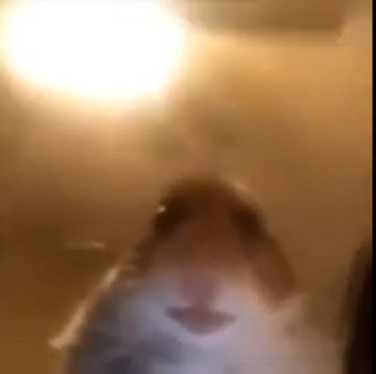 Create meme: a scared hamster, the screaming hamster, hamster selfie
