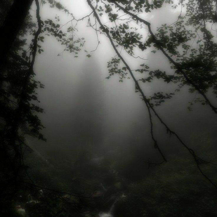 Create meme: nature aesthetic pinterest, jungle in the fog, dark forest