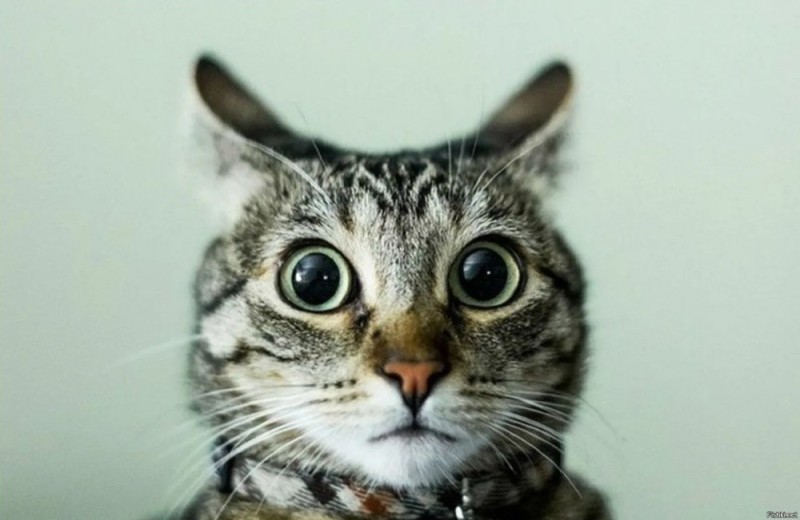 Create meme: cat in shock, cat , surprised cat