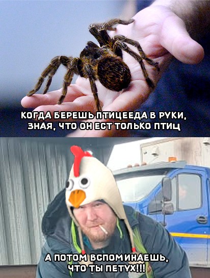 Создать мем: огромный паук, пауки гиганты, паук