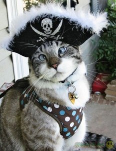 Create meme: Cat pirate