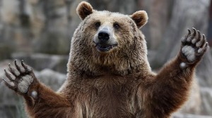 Create meme: bear, grizzly bear, brown bear