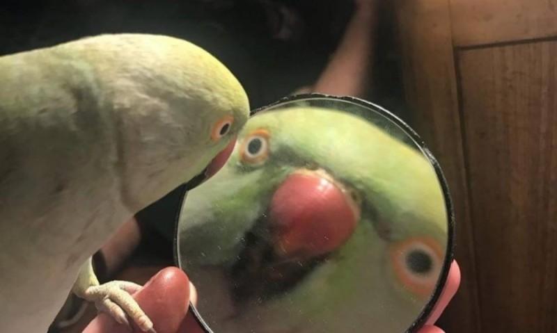 Создать мем: мем попугай в зеркале, попугай и зеркало, мем с попугаем и зеркалом
