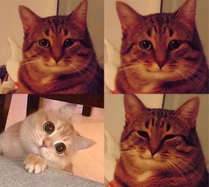 Создать мем: кот мем довольный, кот из мема, мемы с котами