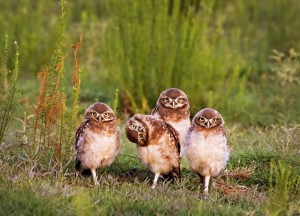 Create meme: four owl, burrowing owl, owl chick
