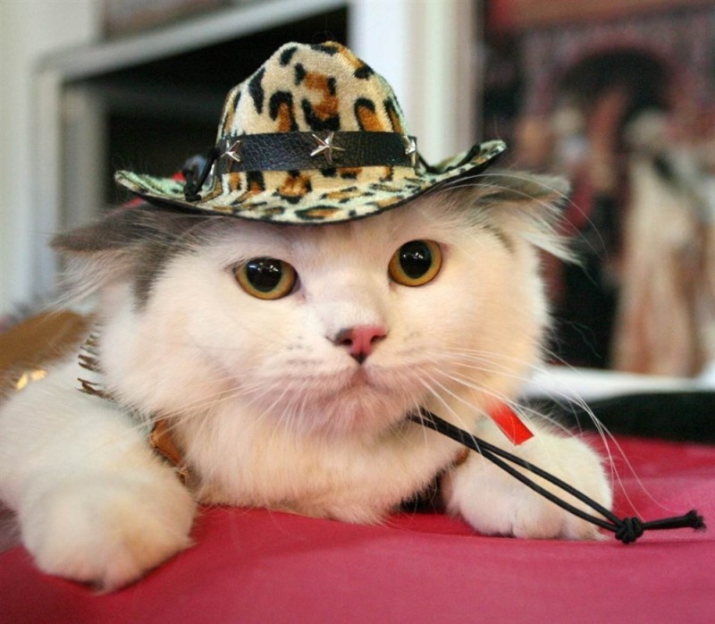 Создать мем: смешной котик, смешные коты, кошка в шляпке