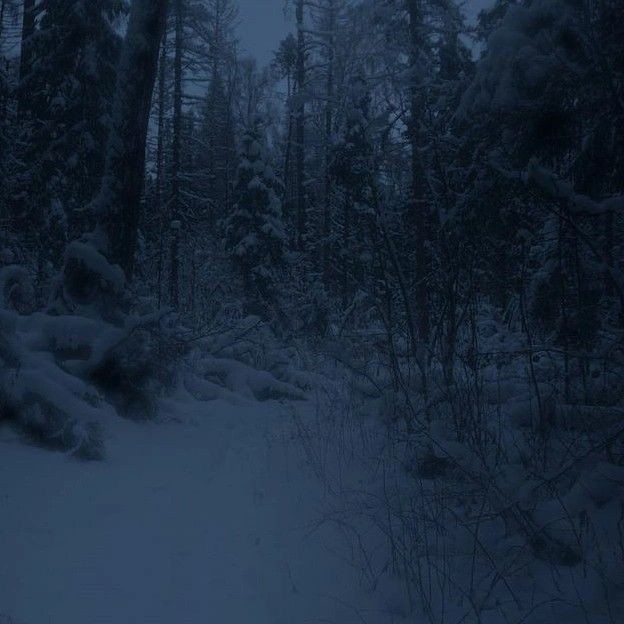 Create meme: night winter forest, winter taiga, gloomy winter forest