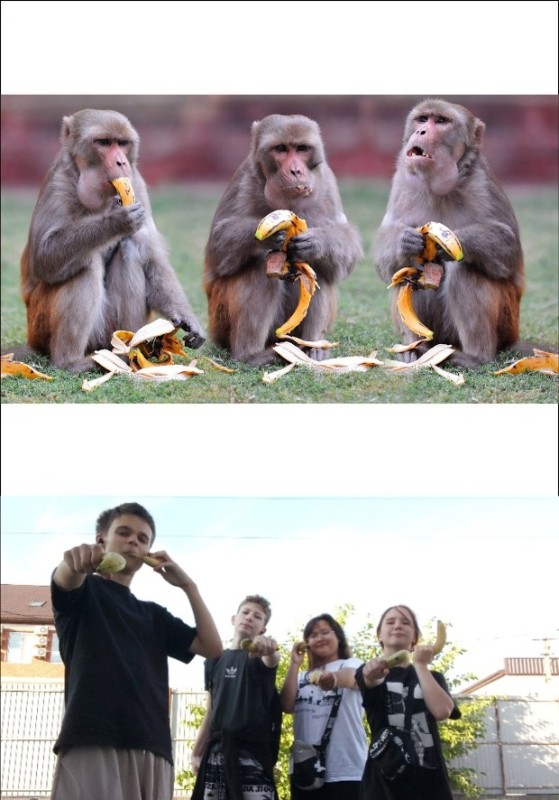 Create meme: monkey eats banana, about monkeys, monkey chimp