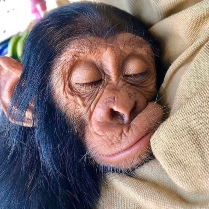 Create meme: sleeping monkey, sleeping monkey, sleepy monkey