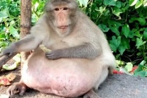 Создать мем: толстая обезьяна, толстая макака, макака