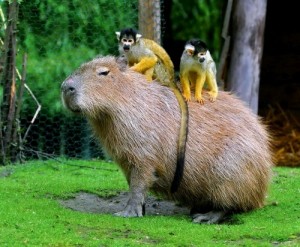 Создать мем: Лемминг - Трансгенная версия, капибара и обезьяны, squirrel