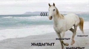 Создать мем: картинки лошадей, тыгыдык тыгыдык, обои лошади