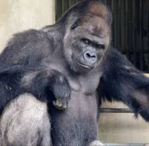Создать мем: красивая горилла, горилла человек, самец гориллы