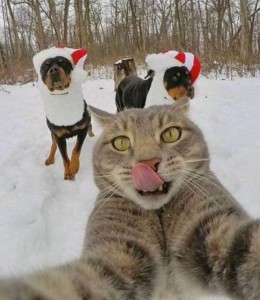Create meme: selfie cat on the background of dogs, funny cats, selfie cat