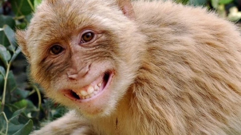 Создать мем: настасья, обезьянка улыбается, красивые улыбки обезьян