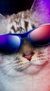 Создать мем: крутой кот в очках, кот в очках, котики в очках