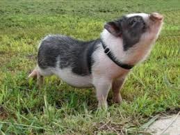 Create meme: dwarf domestic pig, mini pig