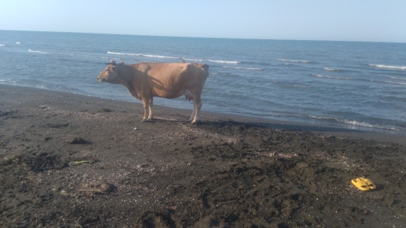 Create meme: the cow of the sea, cow on the beach, dog 