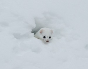Create meme: weasel animal winter, white weasel, photo of the animal, ermine tundra photo