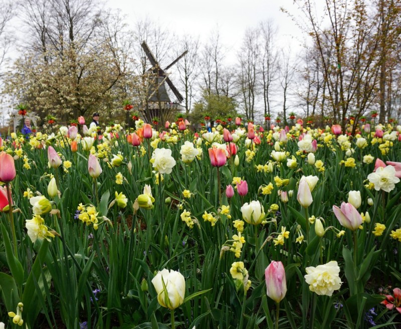 Создать мем: поле тюльпанов, голландские тюльпаны, голландия тюльпаны