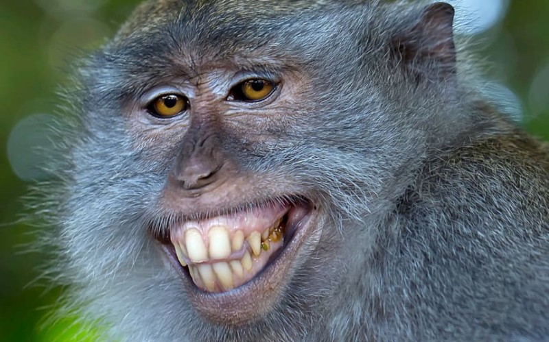 Создать мем: ржачные обезьяны, обезьяна морда, макаки смешные