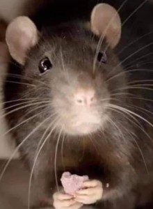 Создать мем: серая крыса пасюк, мышь крыса, декоративная крыса дамбо