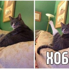 Создать мем: хоба мем, хоба кот, мемы с котами хоба