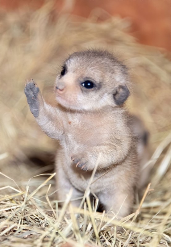 Create meme: a baby meerkat, meerkats are cubs, meerkat cub