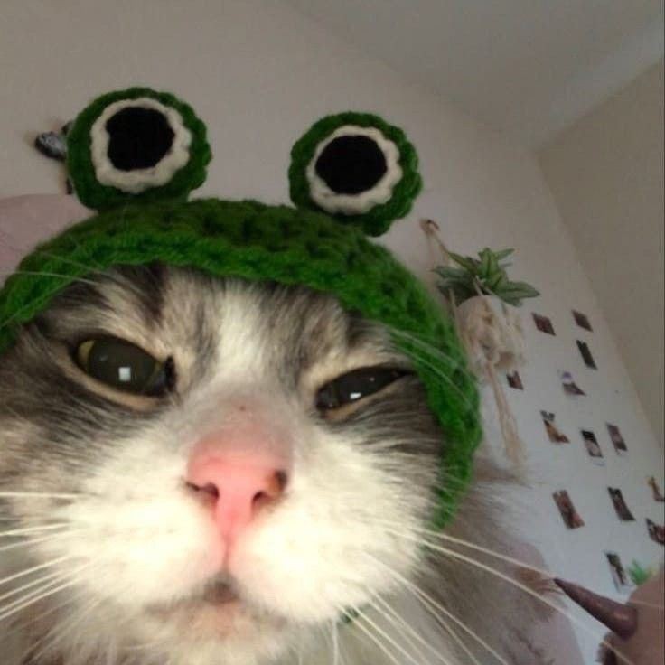 Создать мем: котик в шапочке, котик в шапочке лягушки, кот в шапке лягушки