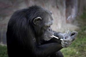 Create meme: Smoking monkey, a monkey with a cigarette, chimpanzees