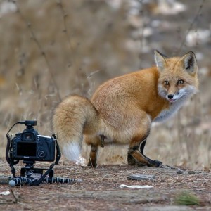 Create meme: animal, fox face, MEM Fox