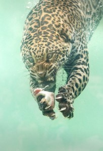 Создать мем: смешной леопард, ягуар под водой, подводная охота ягуара