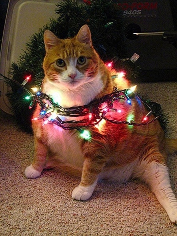 Создать мем: кот новогодний, кот обмотанный гирляндой, новогодние кошки