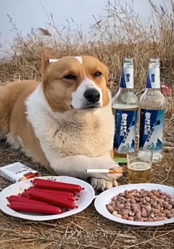 Создать мем: собака мем, собака с вк с пивасиком, мемы про собак