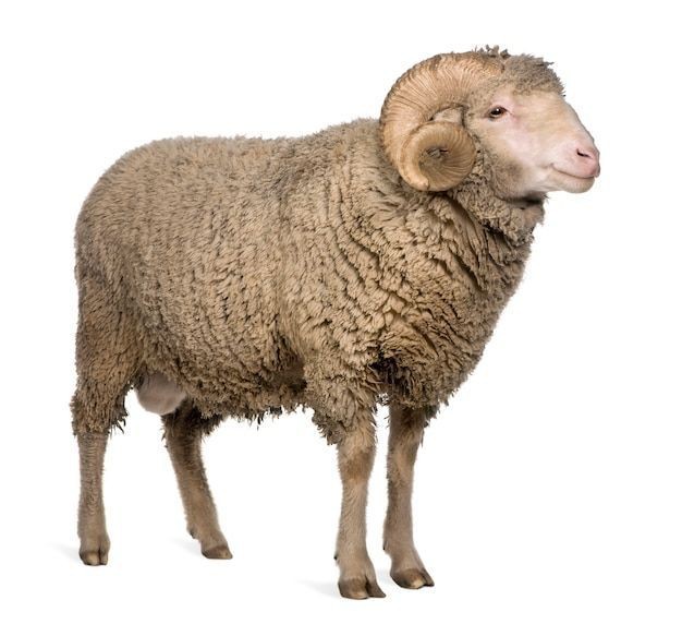 Создать мем: баран овца, овца, овца на белом фоне