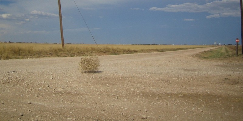 Create meme: tumbleweed plant, tumbleweed in the desert, tumbleweed in the steppe