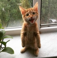 Create meme: kitty, ginger kitten, cute cats funny