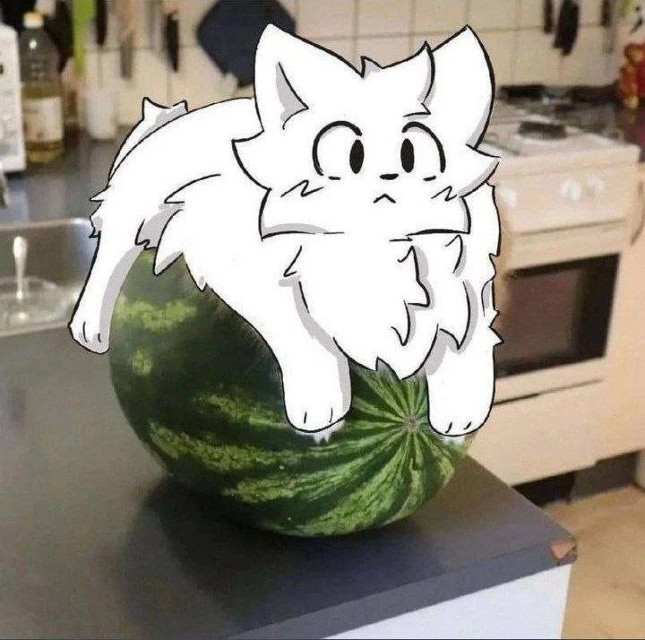 Create meme: cat on a watermelon, cat , a cat in a watermelon