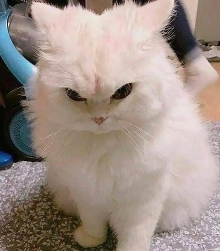 Create meme: angry white cat, the cat is unhappy, cat meme