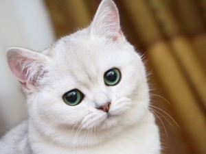 Create meme: kitties, cat, sad cat