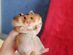 Create meme: cute hamsters, fat hamster, hamster