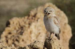 Create meme: African eagle owl photo, owl, Kestrel photo birds