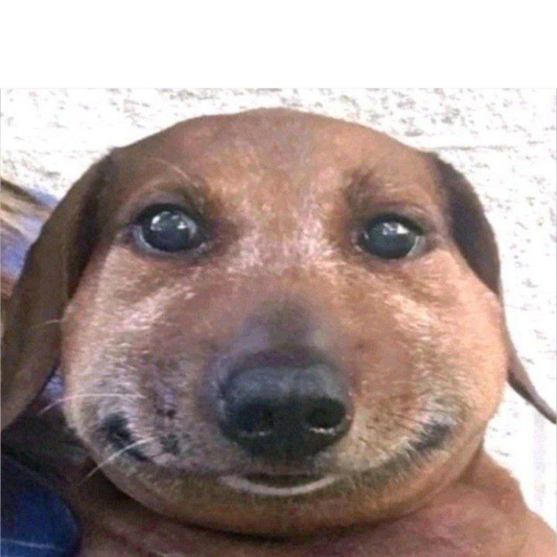 Create meme: meme dog , smiling dog, the dog is smiling