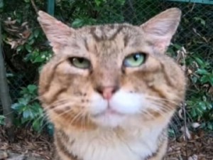 Создать мем: бразильская короткошёрстная кошка, египетская кошка, европейская кошка