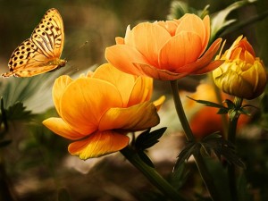 Создать мем: бабочка, желтые цветы, butterfly