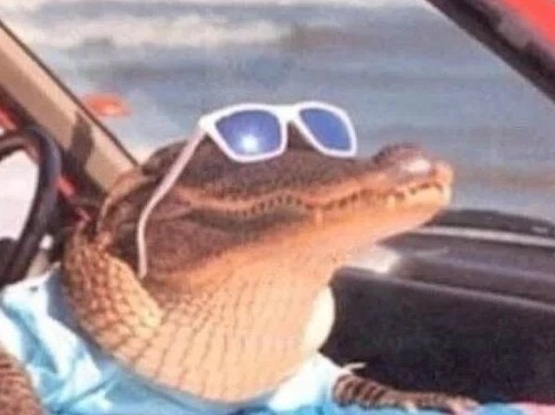 Create meme: machine crocodile, crocodile in sunglasses, Crocodile driving