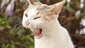 Create meme: yawning cats, laughing cat , cat 