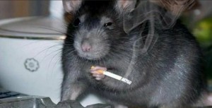 Create meme: funny rat, a rat with a cigarette, rat with cigarette meme